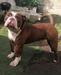 H.U.D Bullyz Alvin