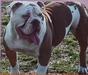 Bullforce Miss Queen
