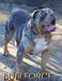 Bullforce Rio
