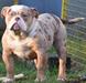 Rheinlandbulls Motley