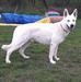 Ontario Shiro von Darinka