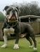 Blue Warrior 'Keelo'