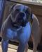DogPound’s Monster