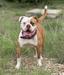 GAZTEABULLS KALI