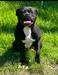 PINTOS BULLYS PHOENIX