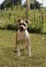 Contra Legem Phoenix Golden Star for Ultimate Truth