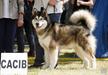 DREAM OF ALASKA Amber Song (FCI)