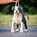 JINTCH, jch B, SWISS CH Pinnacle’s Hold On Tight