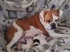 Danibull's Bulla