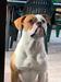 Danibull's Thiago