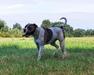 Turul Bulls Abigail of Old Castle aka NahIda