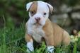 GADIRBULLS GRAN TORINO