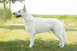 Balin Blaricumse Wolf  (Gibbs jr)