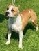 Coco Taluto Amstaff