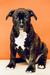 Alioth Suzirya Amstaff