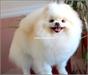 Viva White Pom Angel