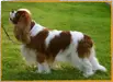 GB & AKC Ch  Best of Breed Crufts 2004 PASCAVALE RYAN