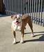 Dream Team’s Voodoo of Bruiser Boy Kennel