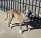 Dream Team’s Pretty Girl of Bruiser Boy Kennel