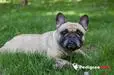 SAMARA BEAUTY JVENTA