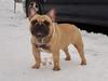 SAMARA BEAUTY OSKAR GRAN PRIX DLYA KIPARIS