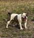  Jacobs' Gladys of Red Clay Bulldogs