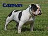  Bodybuilder's Caspian