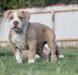 SRT’s House of Bulls Simba