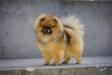 Lupus Golden Poms Don't Ask Why