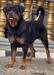 Vera of Cachi kennels
