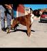 Kepa de alto ason