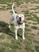 Onyx The Polar Bear
