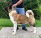 Mar-Uzto Megan Big Dog's HG