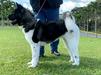 Hinsei Mylka Biog Dog's HG