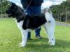  HINOSEI MYLKA BIG DOG`S HG