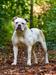 Salvus Bulls Bomboo