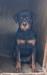 Ashley of Shedy Kennels