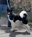 Dokker Big Dog's HG