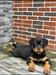 Bella of Cachi kennels