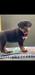 Brooklyn Vom Rassehund