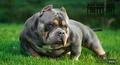 TBK HQ BULLY'S PRETTY BOY