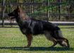 SG Dhako Vom WoodWolf