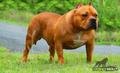  HAVANA  BULLIES LION KING H.Q. Bullys