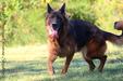 Jessie of Ozark Mountain German Shepherds