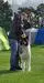 AMIGO American Canis Fidelis
