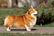 Fabien Alan Corgi Royal Court n/b