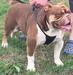  Kartels Lennox @ Olde Devon Bullyz