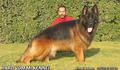 Hard vom Mi kennel