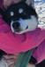 Stefftiam Zorro Masked Hero
