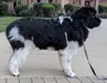 Gentle Giant God of Dogs